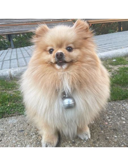 Traceur GPS animaux pendentif etanche sur un chien